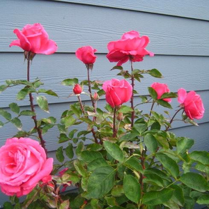 Розовая с персиковым оттенком - Чайно-гибридные розы